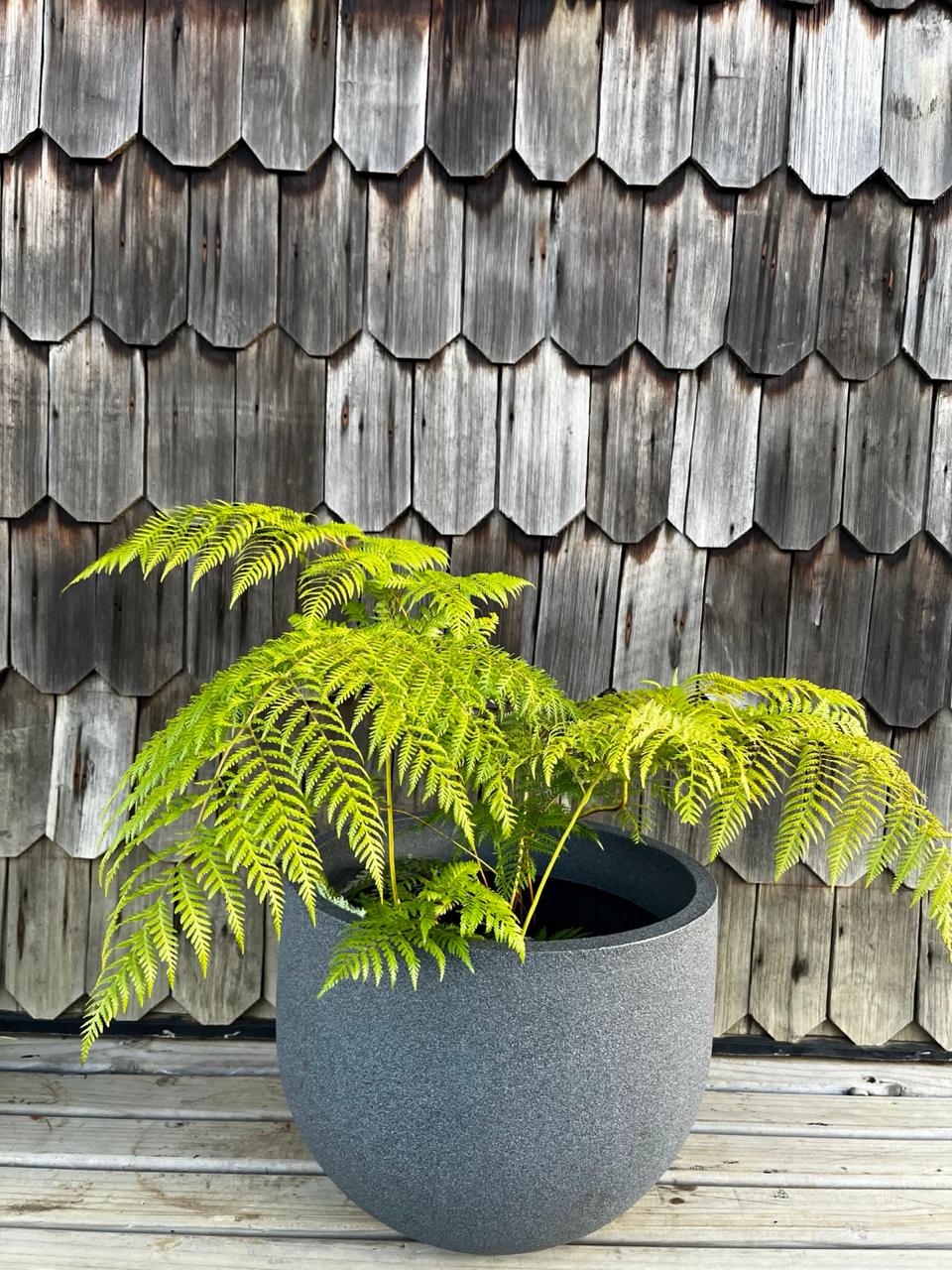 5 Plantas mas usadas para macetas en el sur de Chile