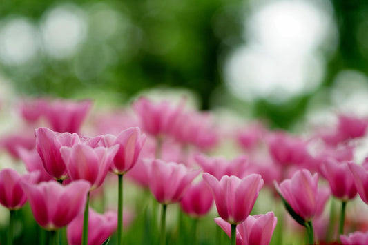 Otoño, el mejor momento para plantar tulipanes